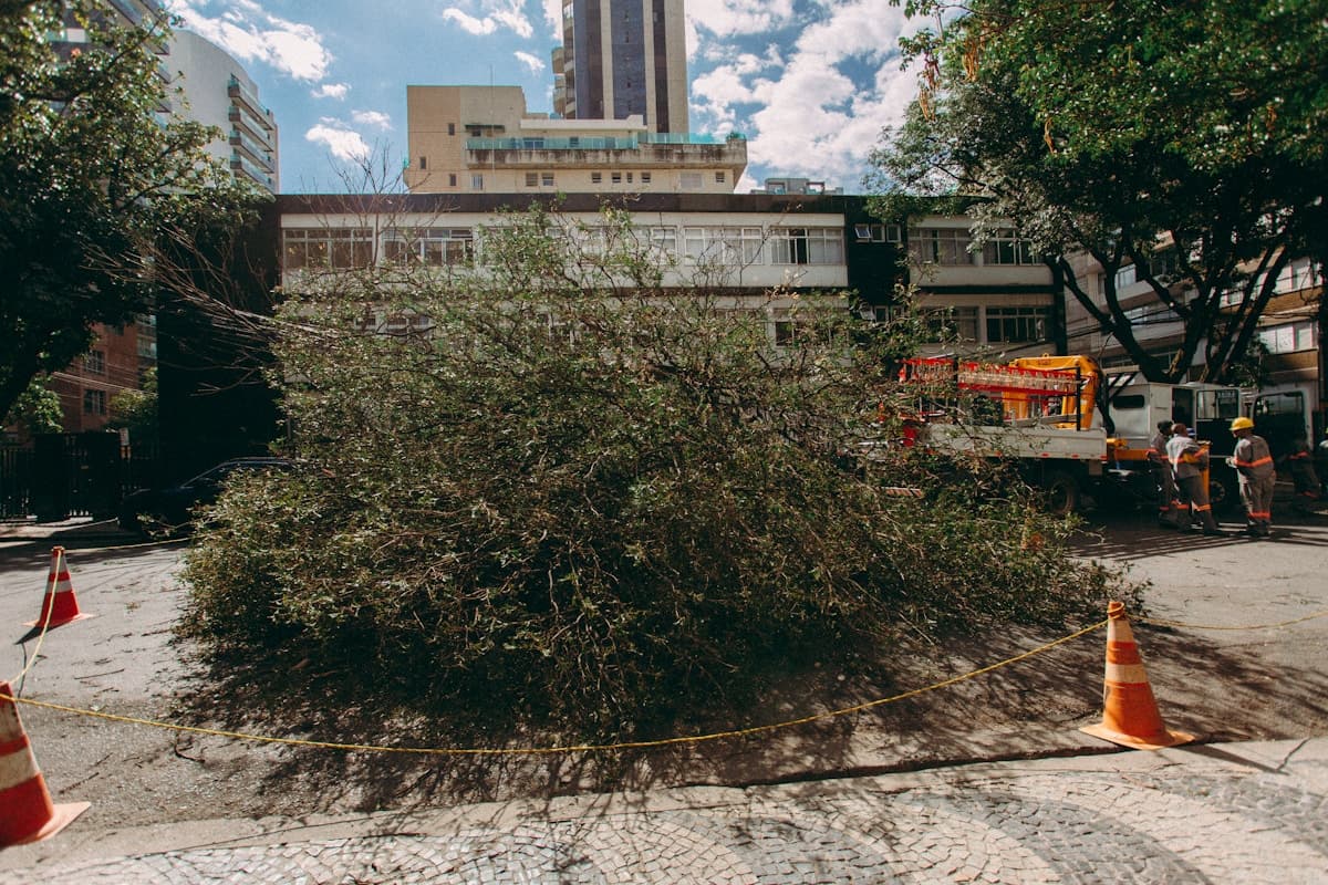 Tree Removal Permits in Minnesota