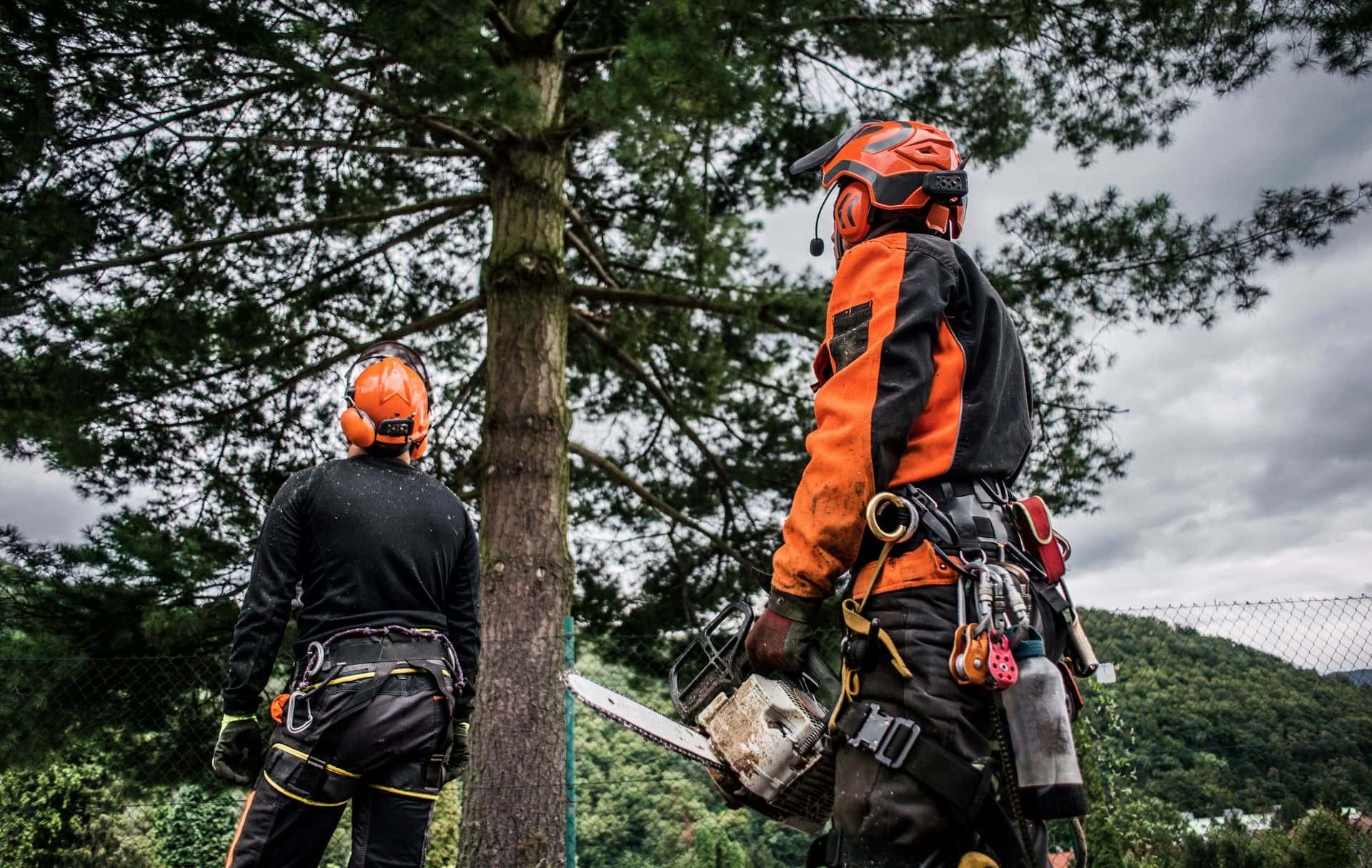 Professional arborist performing tree service in Minnesota