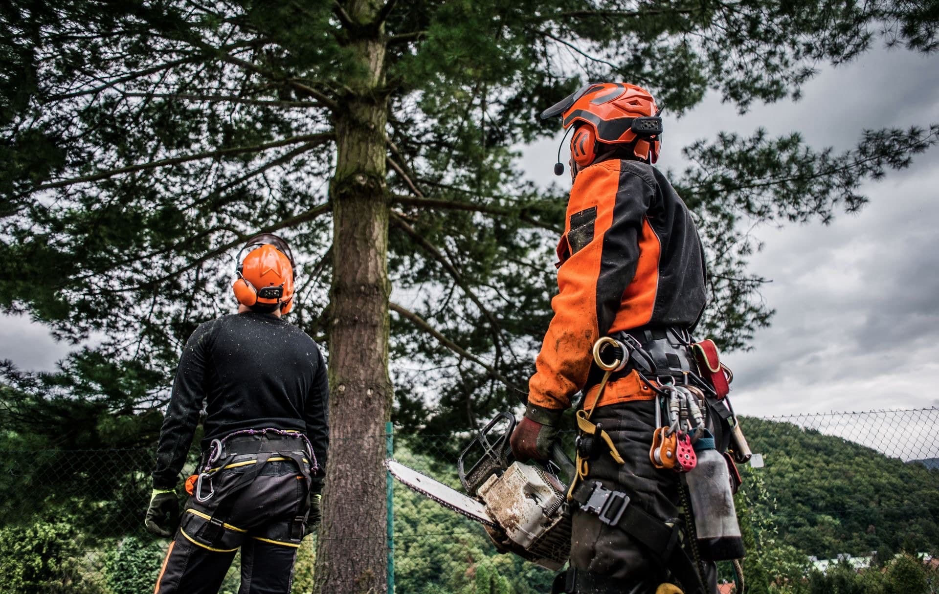Professional arborist performing tree service in Minnesota