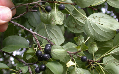 buckthorn removal service - Wayzata, Minnesota