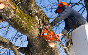 Complete tree service serving Minnesota