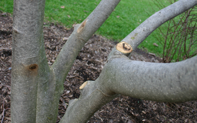 Corrective Tree Pruning - Landscape Maintenance - Wayzata, Minnesota