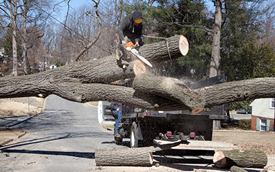 Tree Service and Storm Damage Cleanup - Wayzata, Minnesota